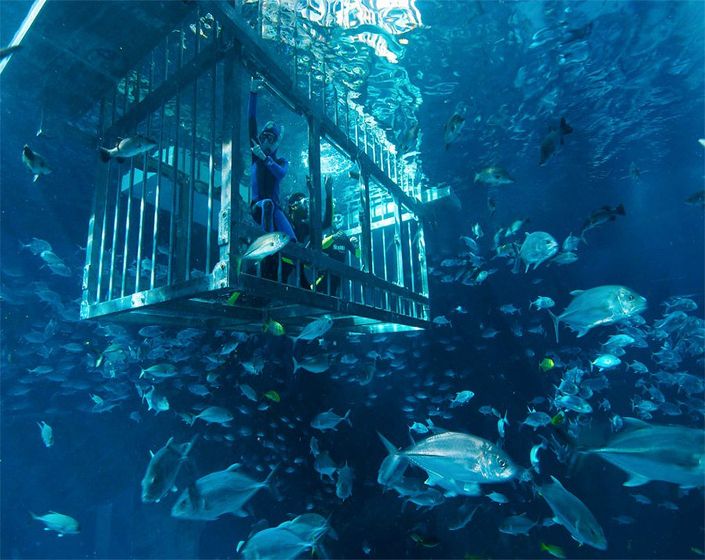 Dubai Aquarium3
